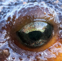 The Eye of the Newt