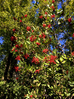 Toyon (Heteromeles arbutifolia) with Red Berries