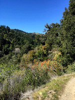 Windy Hill from Toyon Trail