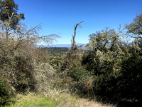 Panorama from Coalmine Trail