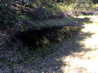 Vernal Pond