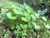 Miner's Lettuce (Claytonia perfoliata)