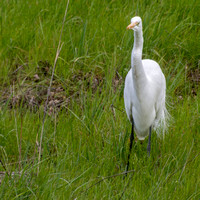 Neck Dance of Great Egret (Ardea alba)
