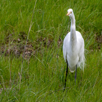 Neck Dance of Great Egret (Ardea alba) (2)