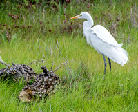 Great Egret (Ardea alba) Hunts in Grassland
