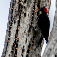 Female Acorn Woodpecker (Melanerpes formicivorus) with Food
