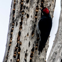 Female Acorn Woodpecker (Melanerpes formicivorus) Shows Her Gender