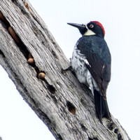 Nictitating Membrane of Male Acorn Woodpecker (Melanerpes formicivorus)
