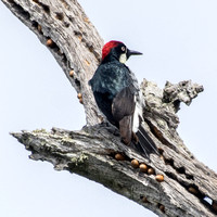 Male Acorn Woodpecker (Melanerpes formicivorus) on Granary Tree