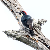 Male Acorn Woodpecker (Melanerpes formicivorus) on Granary Tree