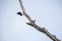 Male Acorn Woodpecker (Melanerpes formicivorus) Departs Granary Tree