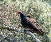 Turkey Vulture (Cathartes aura) at Rest