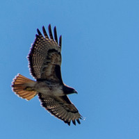 Red-tailed Hawk (Buteo jamaicensis) in Flight (2)