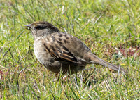 Golden-crowned Sparrow (Zonotrichia atricapilla) Eating Grass