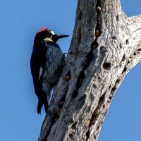Female Acorn Woodpecker (Melanerpes formicivorus) on Granary Tree