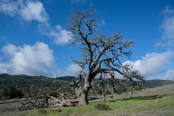 Old Valley Oak (Quercus lobata) in Sunshine