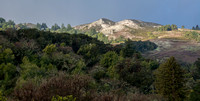 More Large Prints from Portola Valley