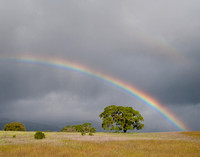 Rainbow with Lone Oak