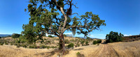 Panorama with Mistletoe Tree