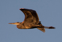 Great Blue Heron (Ardea herodias) in Flight (2)