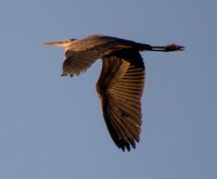 Great Blue Heron (Ardea herodias) in Flight