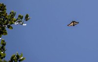 Pale Swallowtail Butterfly (Papilio eurymedon) (?)