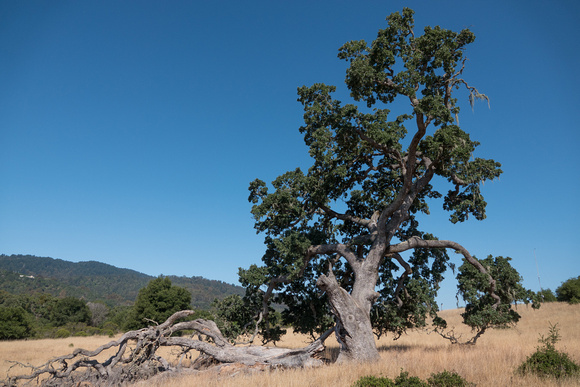 Valley Oak (Quercus lobata) at Visitors' Parking Lot