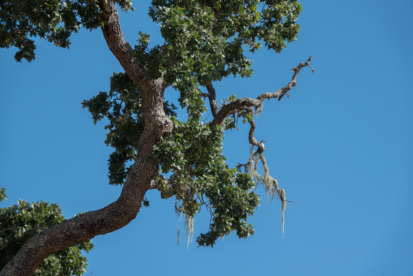 Lace Lichen and Acorn Woodpecker on Valley Oak (Quercus lobata)