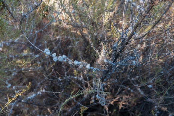 California Sagebrush Gall Midge (Rhopalomyia floccosa) on California Sagebrush (Artemesia californica)