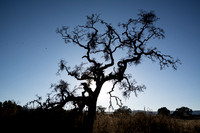 Lone Valley Oak in Silhouette