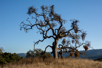 Lone Valley Oak in Sunshine