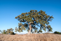 The Lone Valley Oak