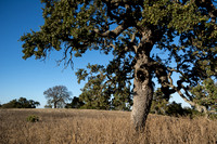 The Lone Valley Oak (3)