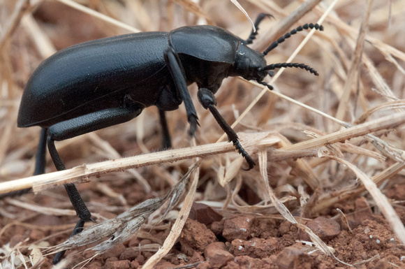 Beetle in Profile
