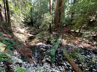 Peter's Creek to Portola Redwoods State Park