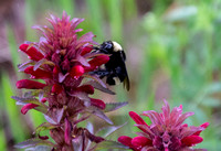Bumblebee on Indian Warrior (Pedicularis densiflora)