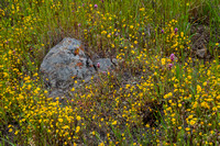 Springtime Flowers, Serpentine Rock, Lichen