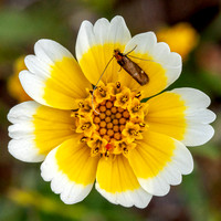 Three-striped Longhorn Moth (Adela trigrapha) on Flower of Tidy Tips (Layia platyglossa) (Closer)