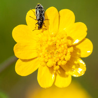 Pollen-covered Beetle on California Buttercup (Ranunculus californicus)