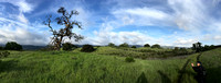 Panorama: Oaks, Mistletoe, and Rolling Hills in the Early Morning