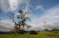 Ancient Valley Oak with Mistletoe