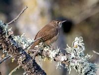 Bird in "Phainopepla Tree"