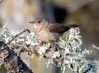 Bird in "Phainopepla Tree" (2)