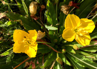 Beetles in Dew on Suncup Flower