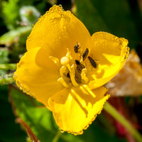 Beetles in Dew on Suncup Flower (2)