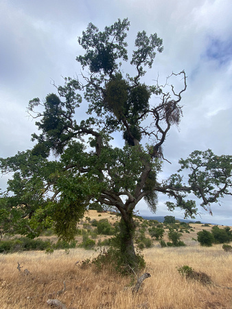 Valley Oak with Mistletoe and Poison Oak