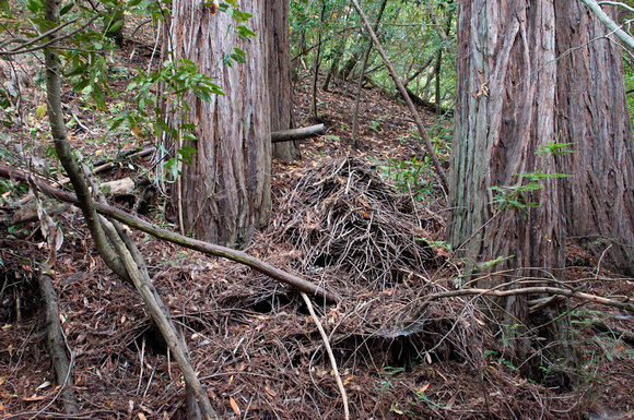 Woodrat Nest among Redwoods