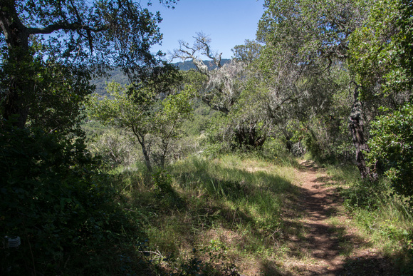 Woodland Trail, April 2016