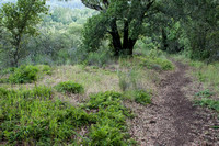 Woodland Trail, May 2011