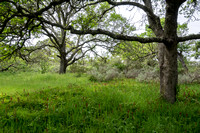 Indian Warrior (Pedicularis densiflora) beneath Valley Oaks